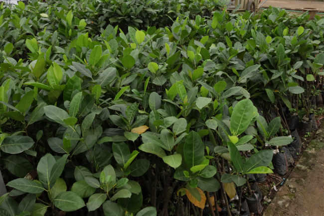 Mít Thái Siêu Sớm 1