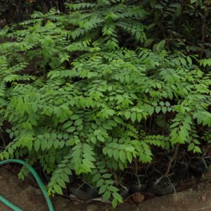 🌿Giống cây chùm ruột