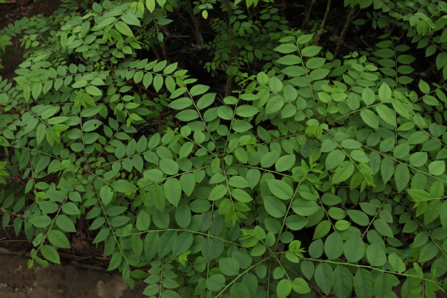 Chùm Ruột 2