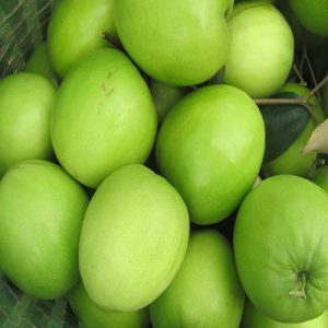 Giống cây táo đại quả to chuẩn F1