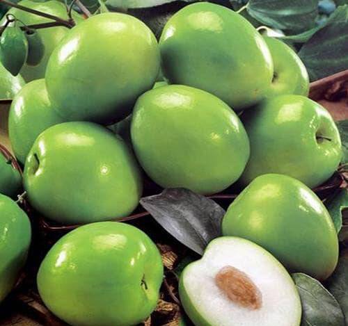 Cây giống táo đại ( 10/12/2020 )