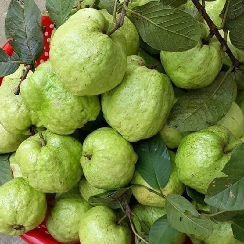 Oinuhoang5