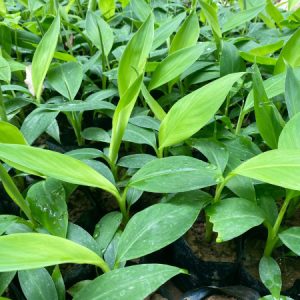Cây giống chuối tiêu hồng