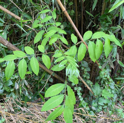 Bồ Hòn 3