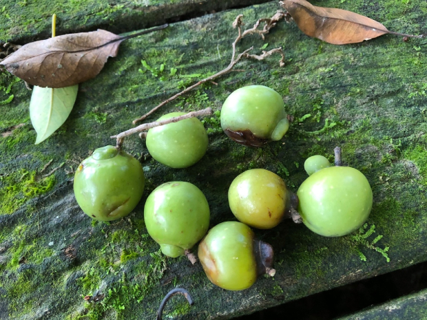 Bồ Hòn 7