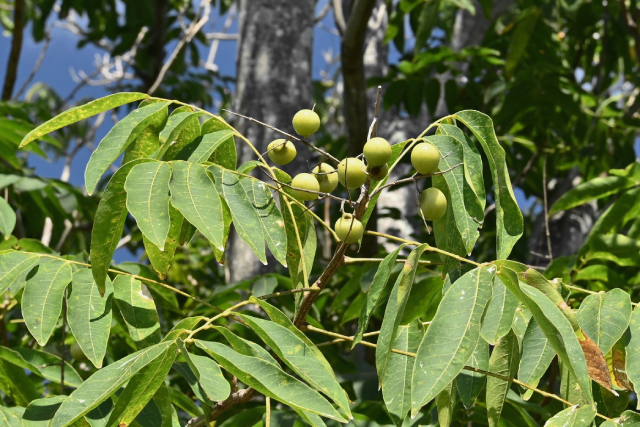 Bồ Hòn 1