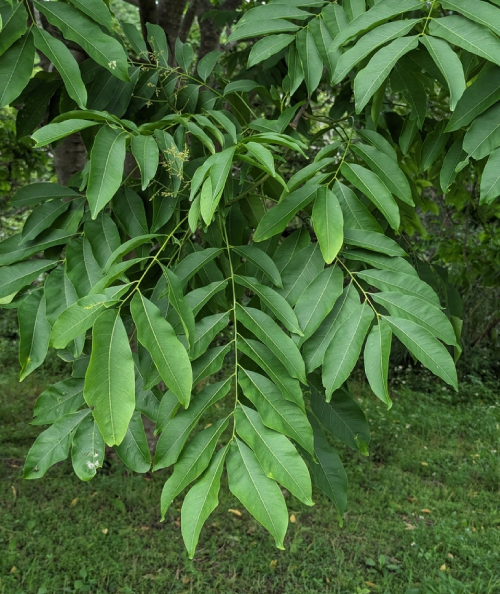 Bồ Hòn 4