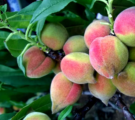 Giống đào ăn quả 3