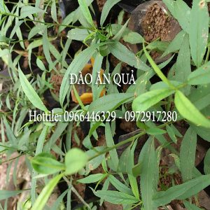Giống cây đào ăn quả
