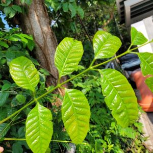 Cây giống trám đen (cà na) ghép