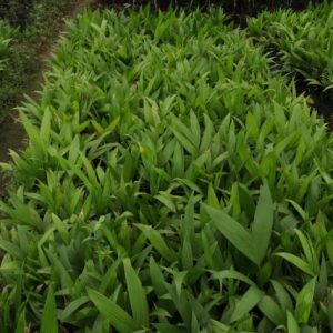 🌿Cây giống dừa xiêm lùn