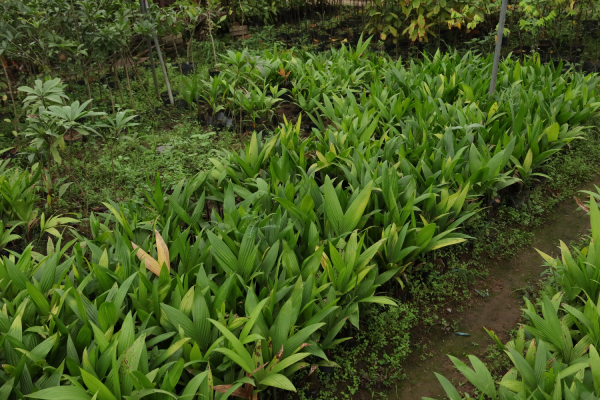 Dừa Xiêm Lùn 3