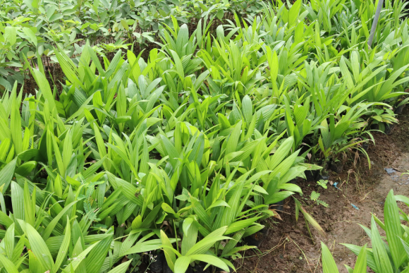 Dừa Xiêm Lùn 5