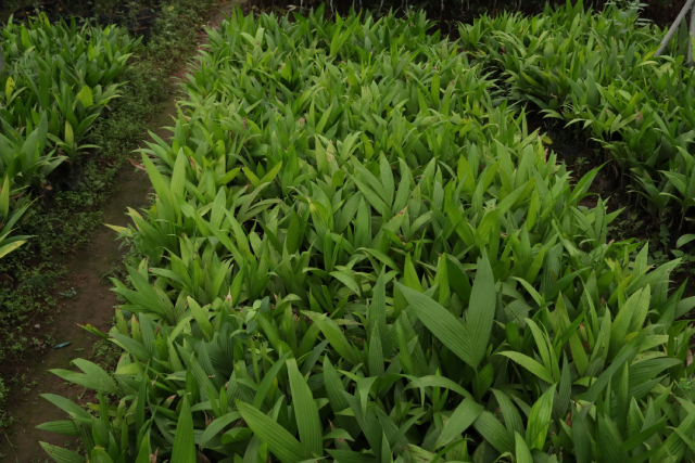 Dừa Xiêm Lùn 1