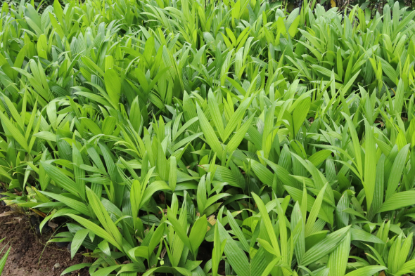 Dừa Xiêm Lùn 4