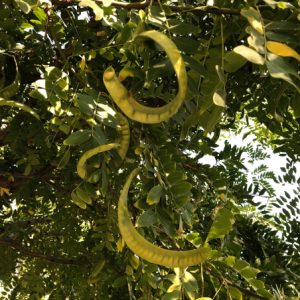Cây bồ kết – thảo dược tốt cho mái tóc