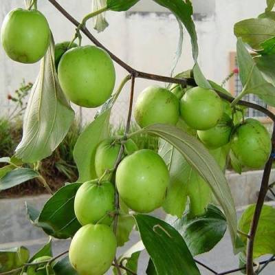 Táo Đài Loan rất sai quả