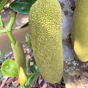 Giống mít trái dài