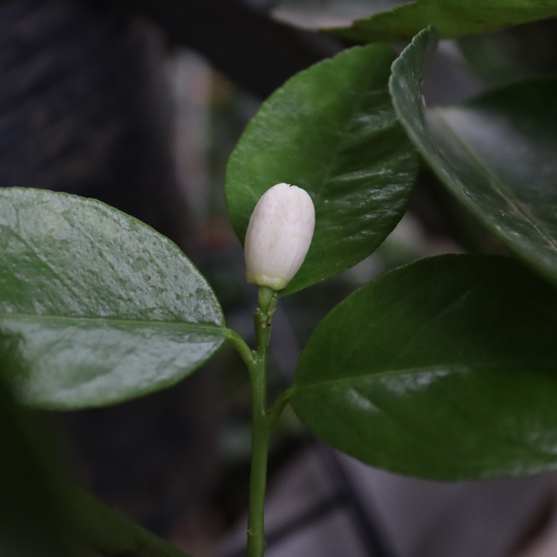 Chanh Tứ Quý 3