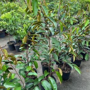 Cây vú sữa