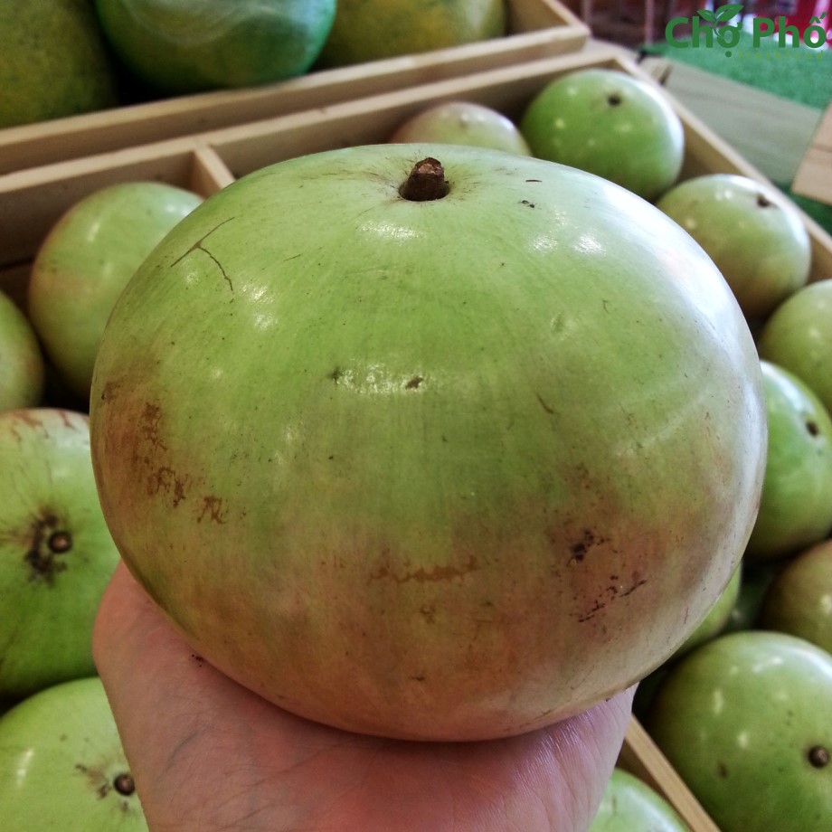 Vú Sữa 2