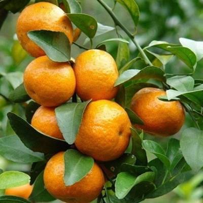 Quả quýt Thái căng mọng nước và ngọt