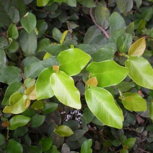 Cây trâu cổ – thần dược mới cho quý ông liệt dương