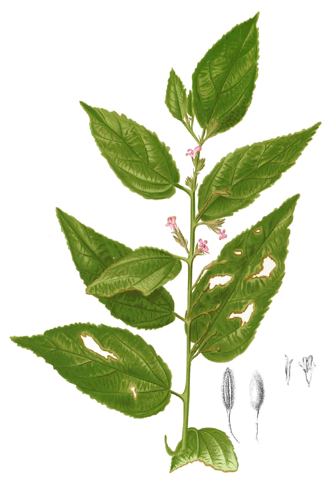 An Xoa 2