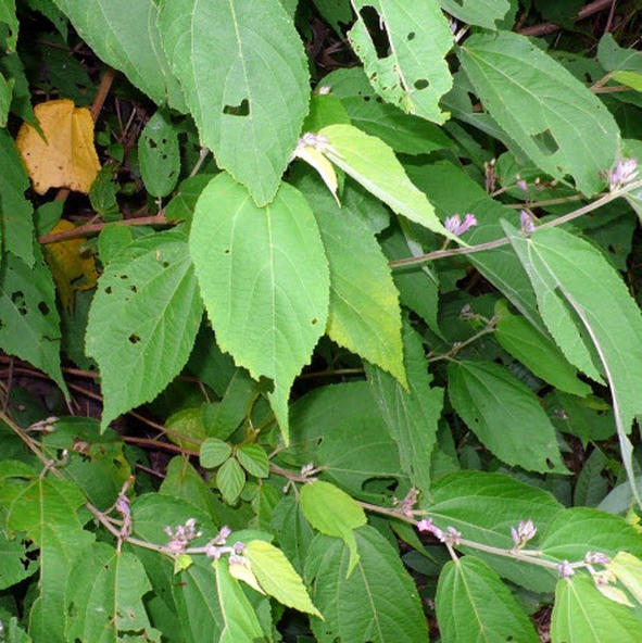 An Xoa 6