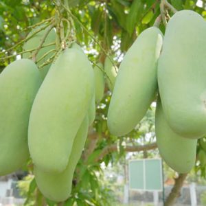 Xoài đài loan – đặc điểm và giá trị dinh dưỡng – cây cảnh Hải Đăng