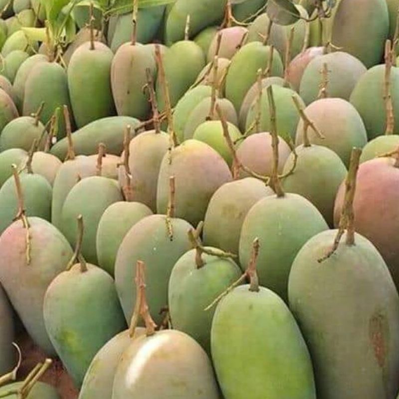 Xoaidailoan7