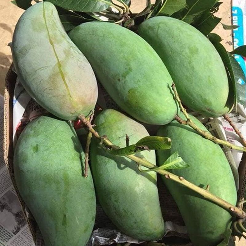 Xoaidailoan6