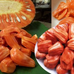 Mít ruột đỏ độc lạ