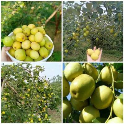 HÌnh ảnh cho cây táo đào vàng