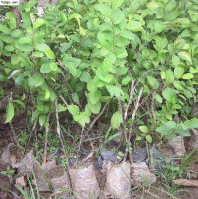 Cây giống táo đào vàng