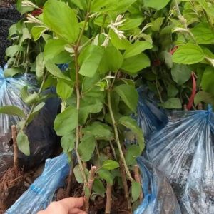 Táo chua gia lộc