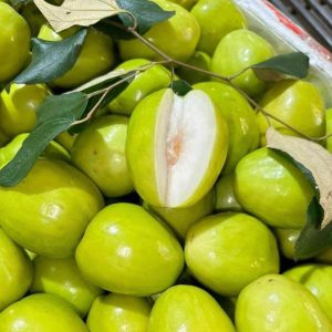 Cây giống táo Thái