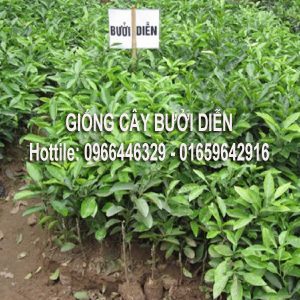 Giống bưởi diễn