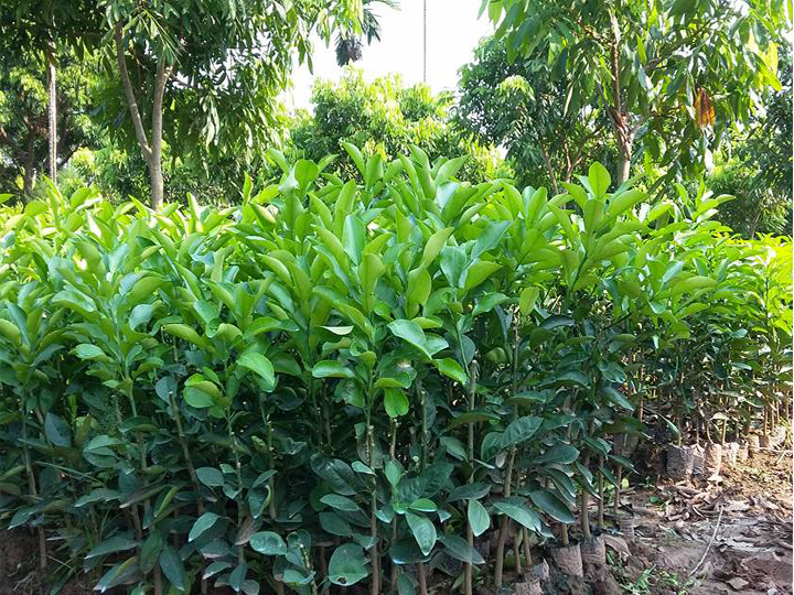 giống cây bưởi diễn