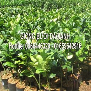 Giống bưởi da xanh