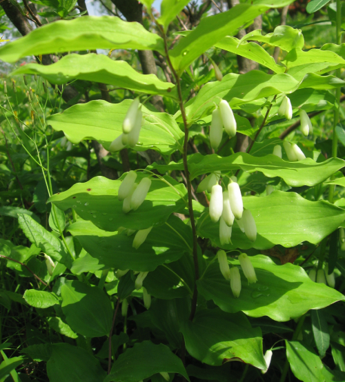 Hoàng Tinh 1