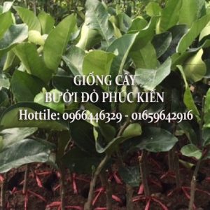 Bưởi đỏ phúc kiến