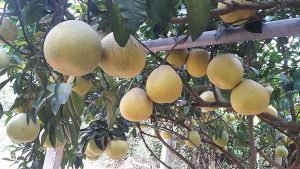 Quy trình đặt hàng giống bưởi đỏ tân lạc