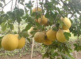 Kỹ thuật trồng bưởi đỏ tân lạc