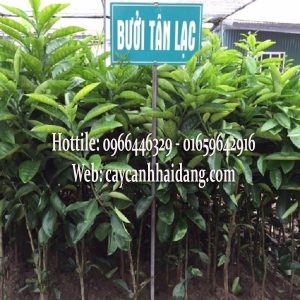 Bưởi đỏ Tân Lạc cây giống