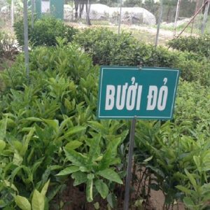 Bưởi đỏ luận văn cây giống dễ trồng hiệu quả kinh tế cao