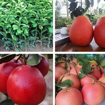 Hình ảnh bưởi đỏ luận văn