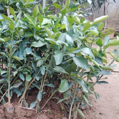 Cây giống bưởi đỏ luận văn