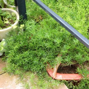 Chậu cảnh thiên môn đông