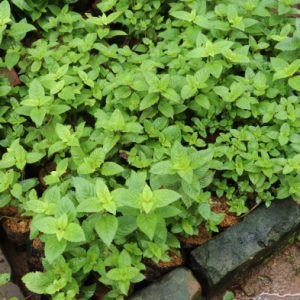 Cây sương sáo làm thạch đen